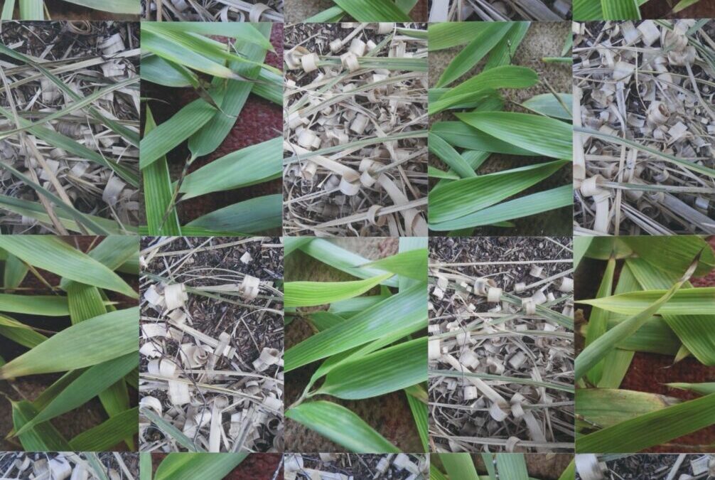 Bamboo and Dried Grasses