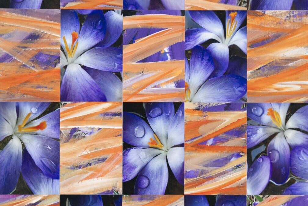 Crocuses with Violet, Orange and White