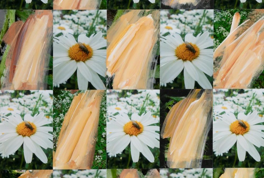 Fly on a Daisy with Ochre and White