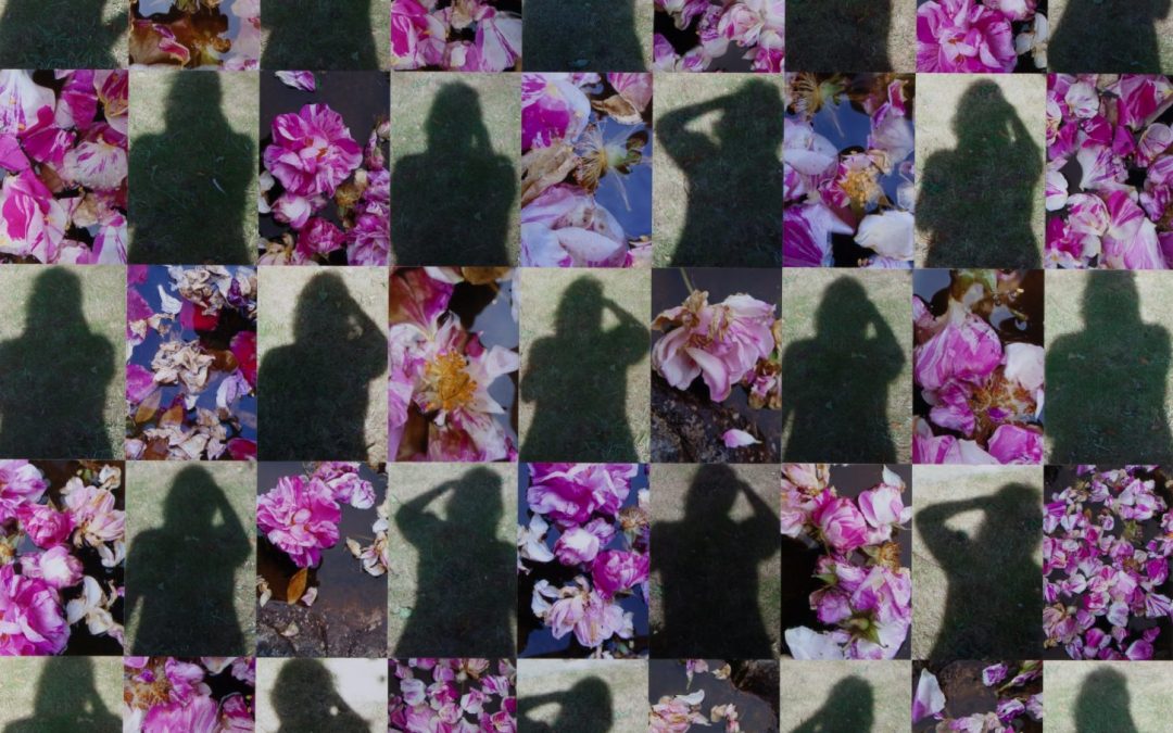 Shadows and Rosa Mundi