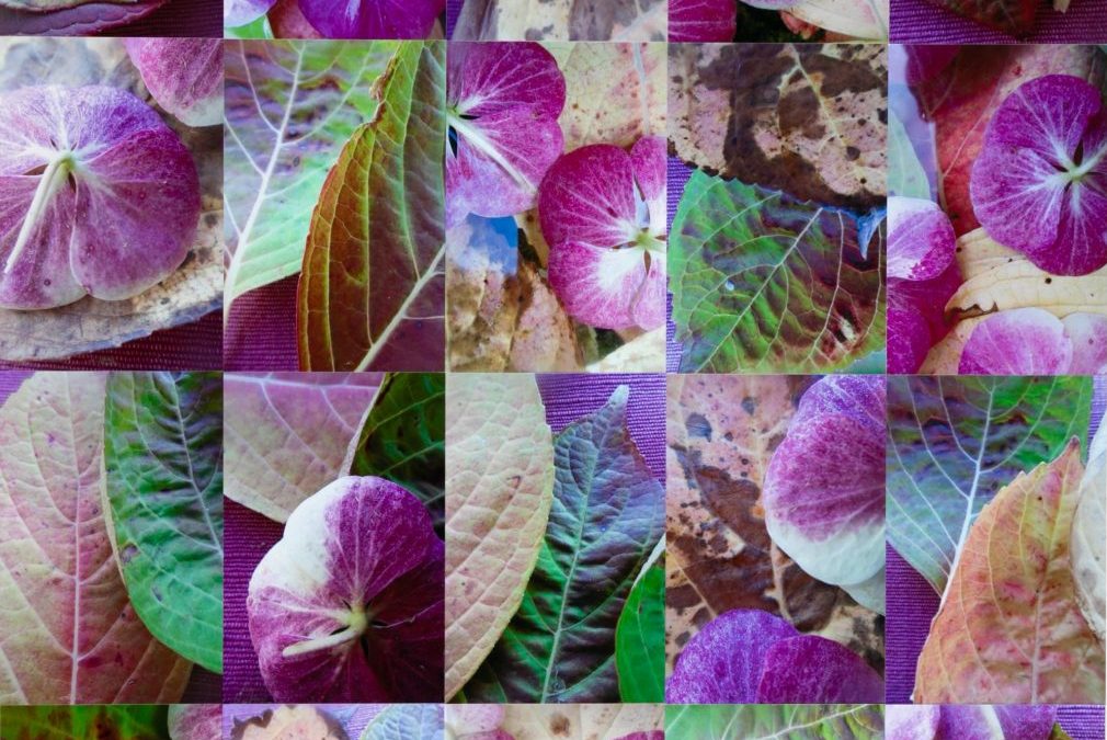 Hydrangea Petals and Leaves