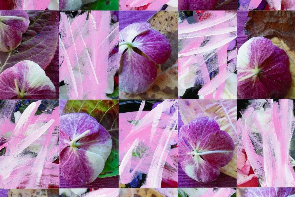 Hydrangea Petals and Quinacridone Pink
