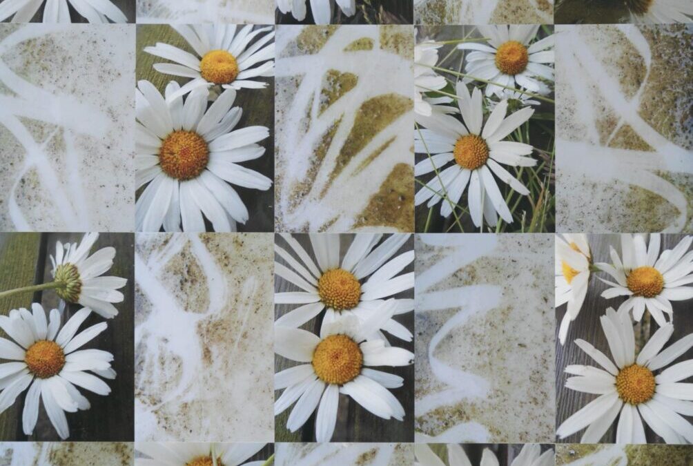Ox-Eye Daisies and Calligraphy