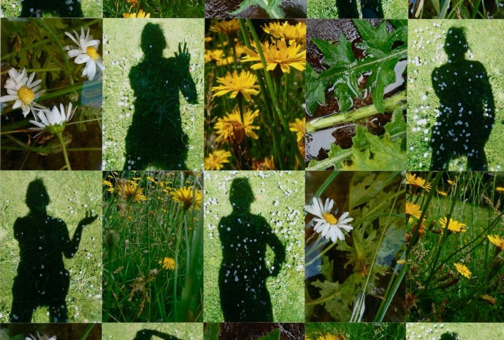 Shadows, Daisies and Hawkweed