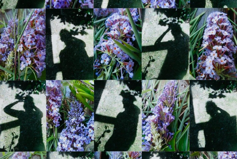 Shadows and Mauve Buddleia