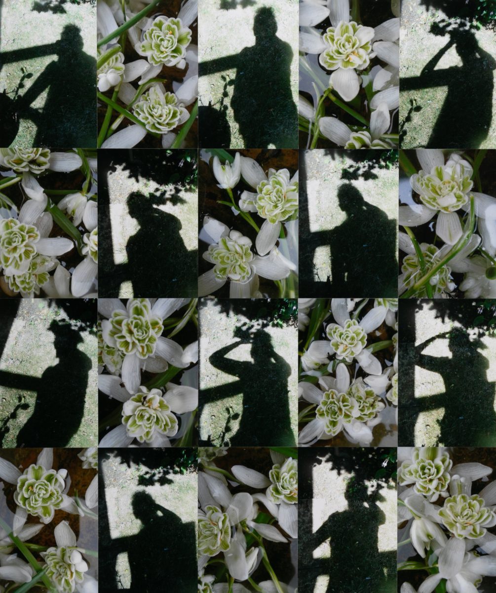 Shadows with Snowdrops