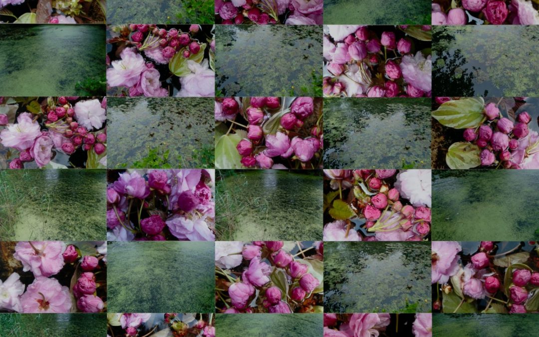 Cherry Blossom and Garden Pond