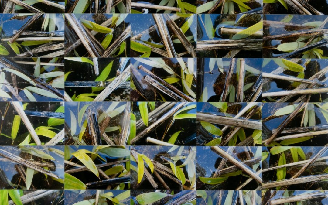 Green Bamboo