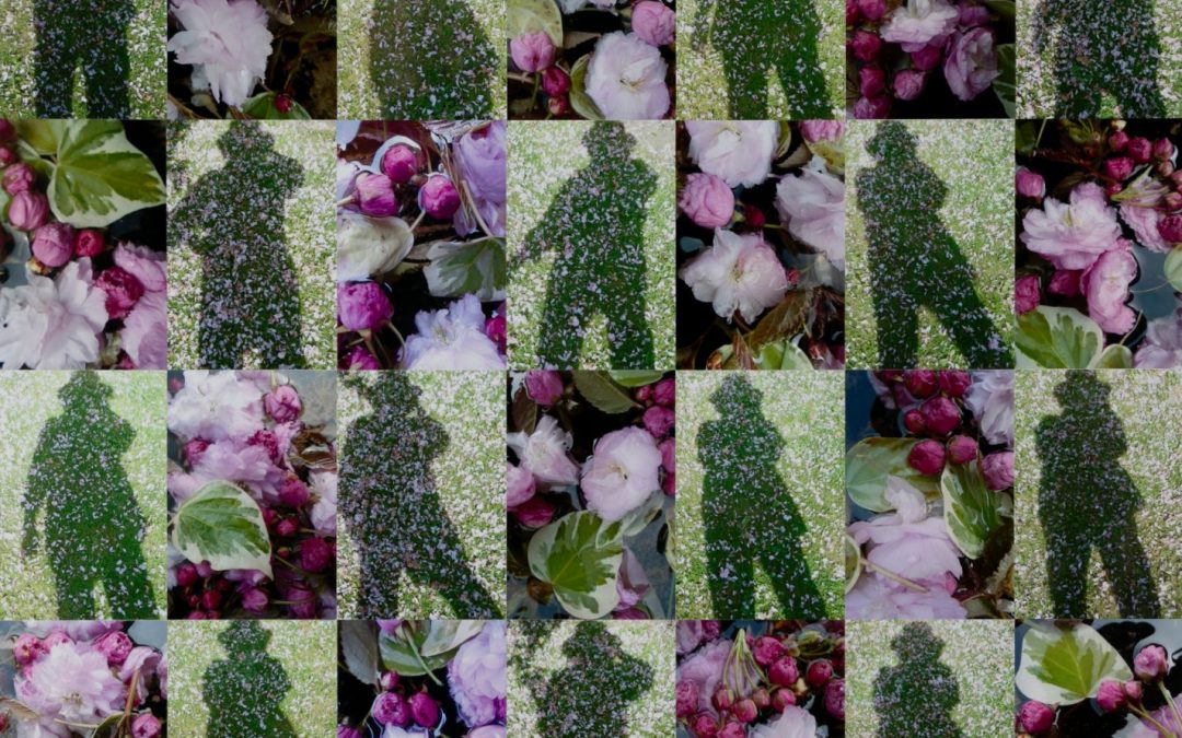 Shadows, Cherry Blossom and Ivy