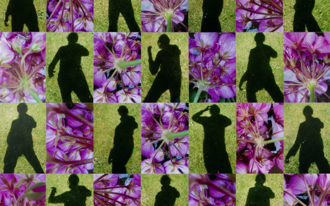 Shadows and Mauve Geraniums