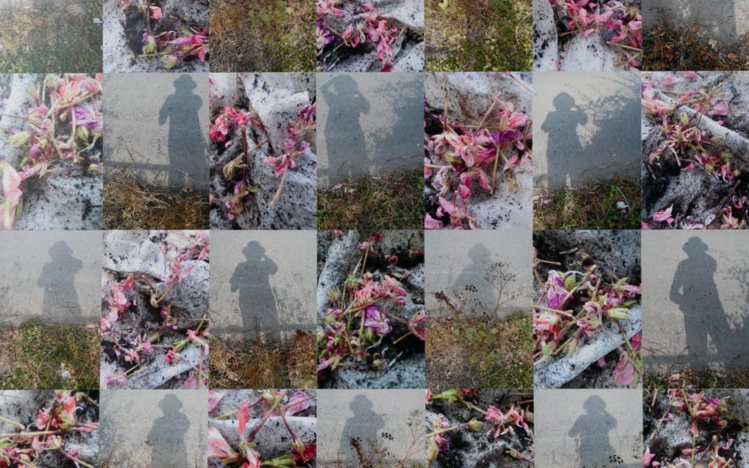 Shadows and Pink Geranium Petals