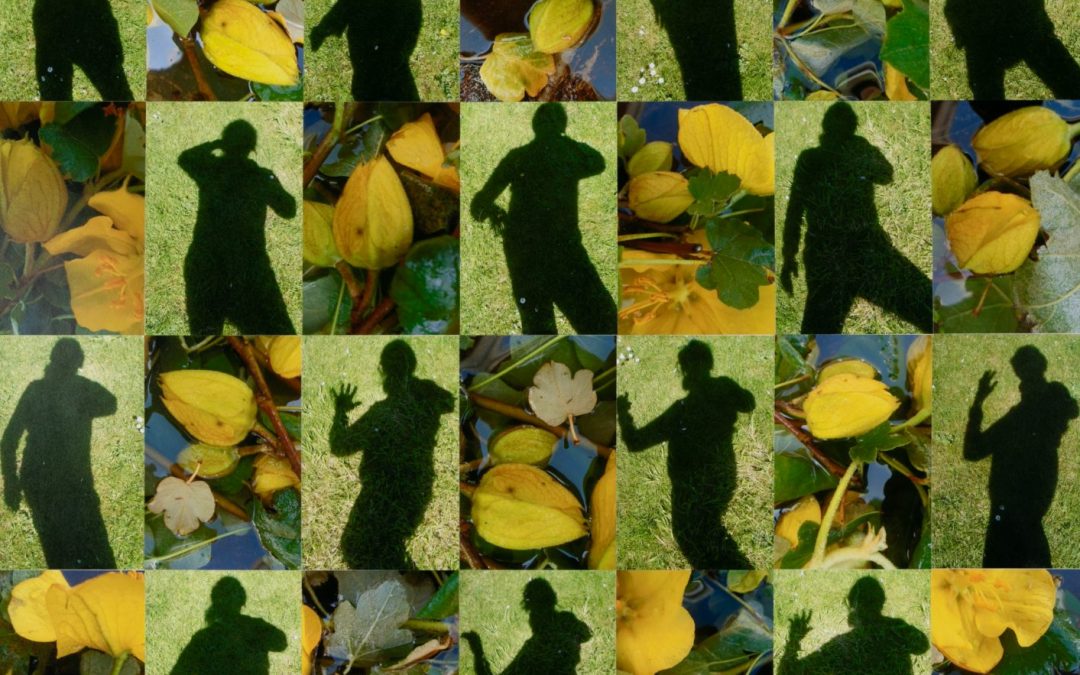 Shadows and Yellow Ivy Buds