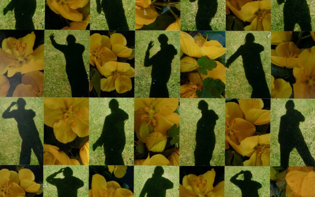 Shadows and Yellow Ivy Flowers